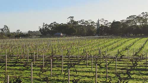 葡萄园的有机害虫控制方法