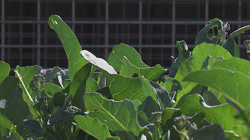 三管齐下防治粉虱