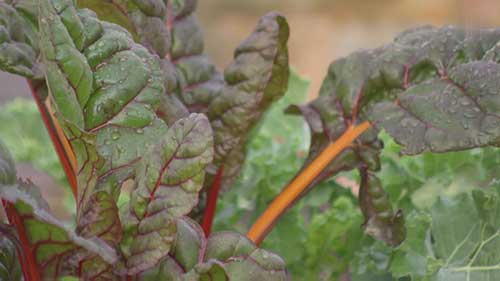 保护作物和果树的无公害方法