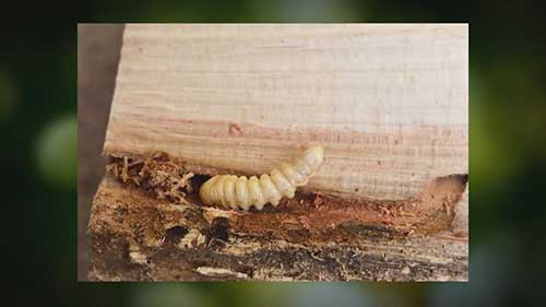 树木蛀虫的防治方法