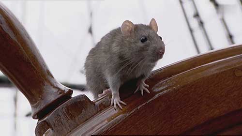 为植物驱除老鼠
