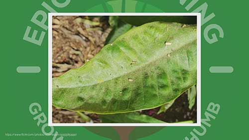 如何驱除蜘蛛和螨虫