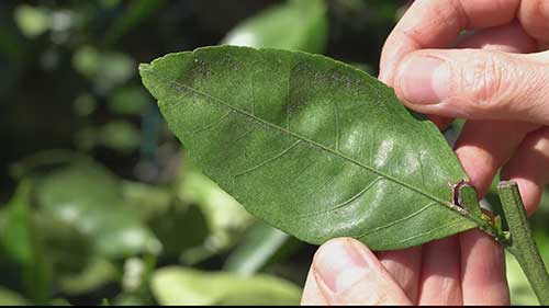 驱除果树上的蜘蛛