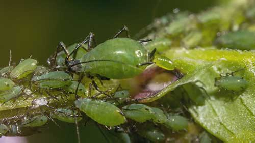 有效对付蚜虫的方法
