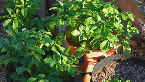 蚧壳虫的防治方法