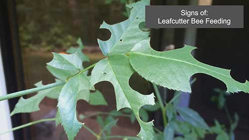 哪些害虫在吃玫瑰的叶子