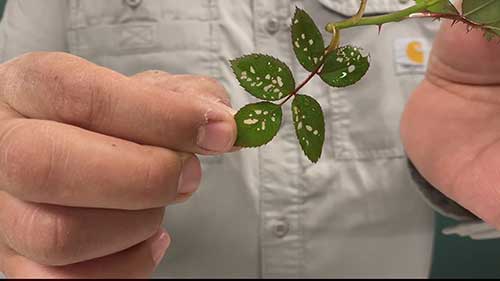 锯蝇幼虫的危害和控制