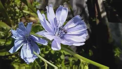 最常见的花园害虫