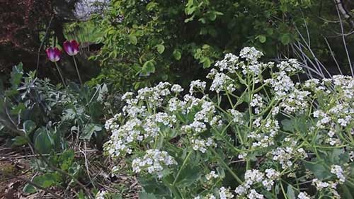 无农药控制害虫的方法