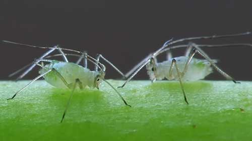 消灭蚜虫的有机方法