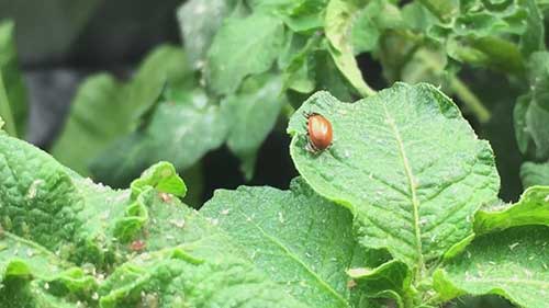 用瓢虫消灭蚜虫