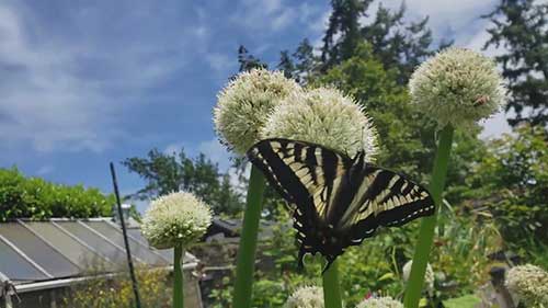 自制蚜虫杀虫剂