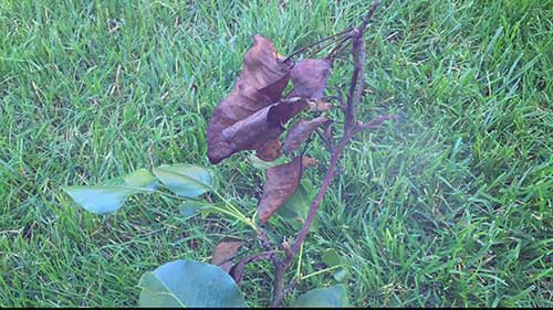 火疫病识别及危害