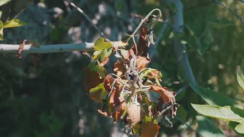 苹果树的火疫病