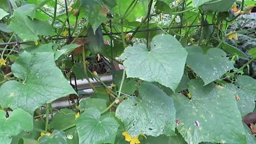 处理黄瓜真菌问题