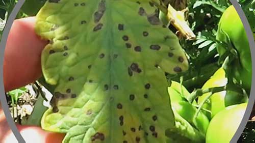 过氧化氢溶液处理病虫害