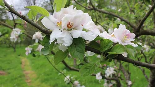 去除苹果树溃疡病