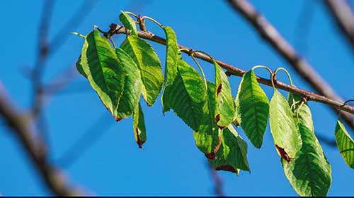 用休眠油保护树木