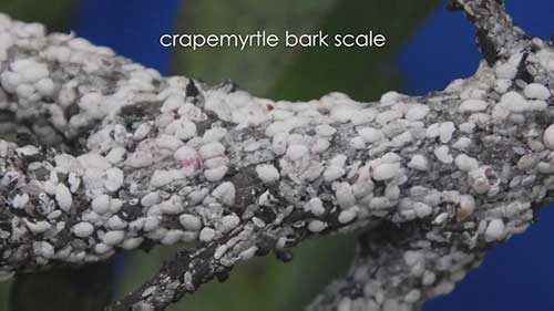 治疗紫薇树虫害