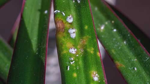 室内植物害虫处理方法