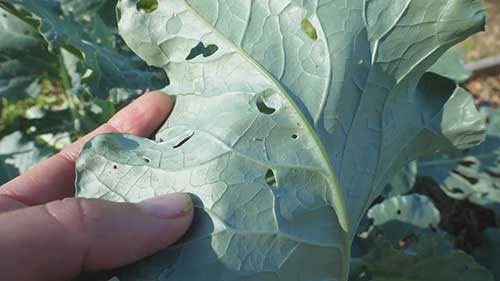 蚕食西蓝花的害虫