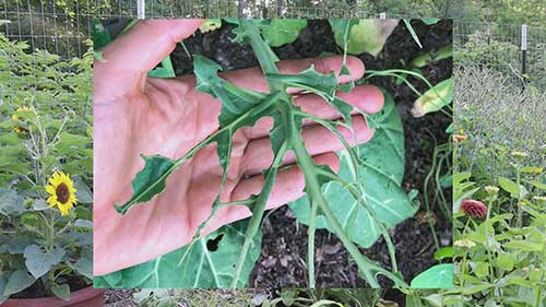 消灭菜园里的毛毛虫