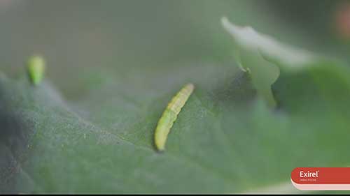 用杀虫剂控制毛虫和蚜虫