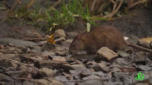 夏威夷群岛的生物控制方法