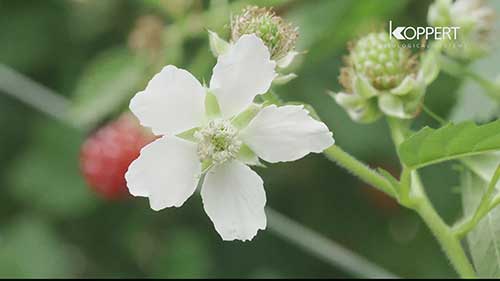 黑莓种植和生物控制