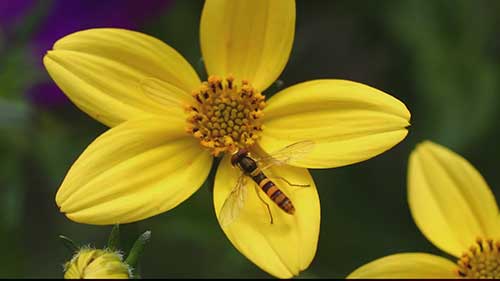 温室生物防治虫害方法