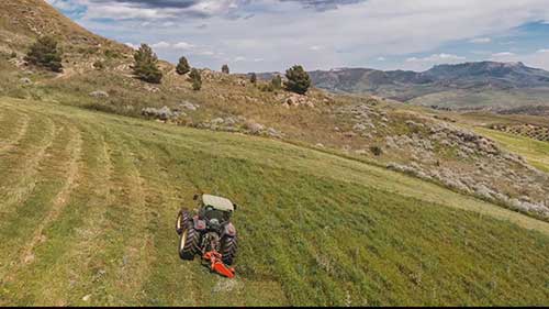 象鼻虫和生物防治
