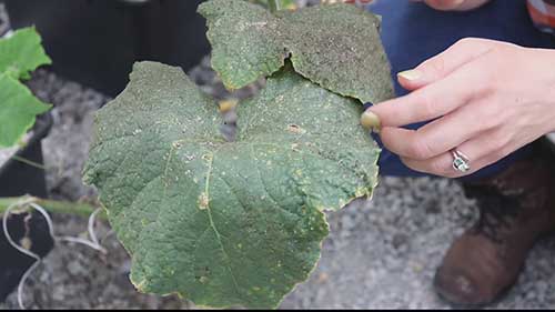 用天敌来控制害虫