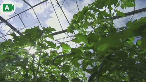 寄生蜂防治蚜虫