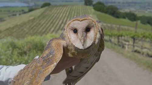 黄蜂帮助控制农业害虫