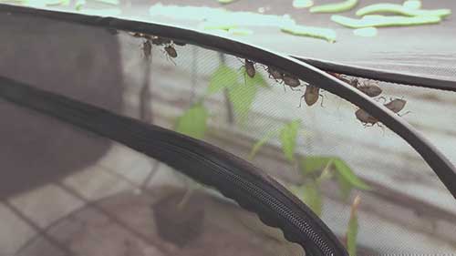 猫头鹰看守葡萄果园