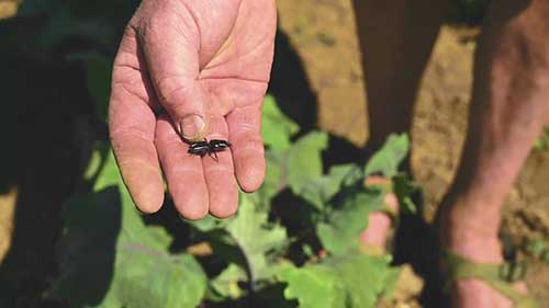 用益虫控制虫害