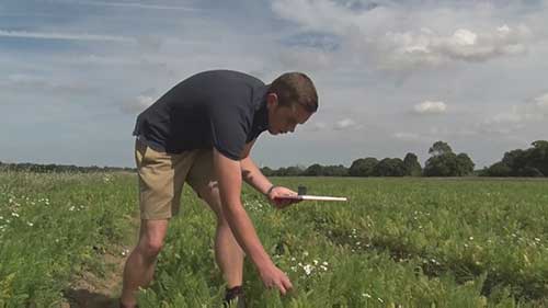 健康的除虫方法