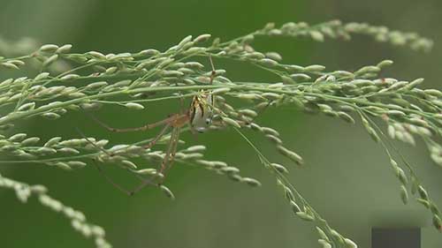健康经济的害虫管理方法