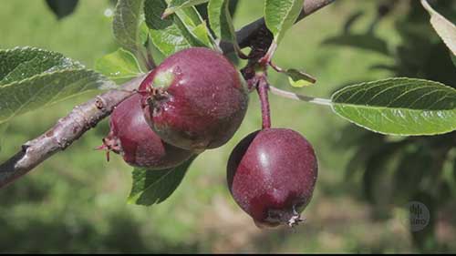 微型传感器技术消灭果蝇