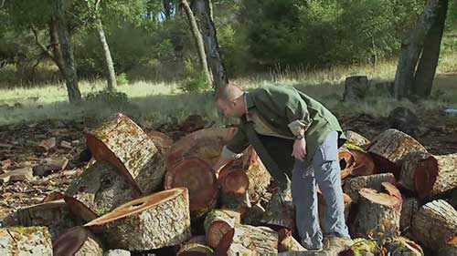 解决金斑橡树蛀虫问题