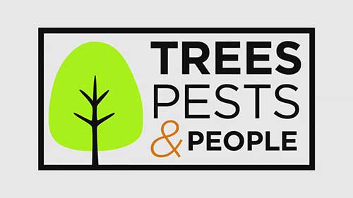 牛油果病虫害问题