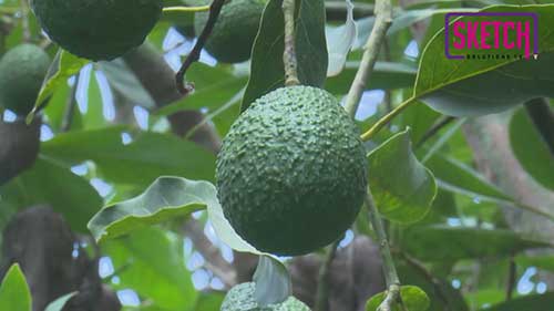 牛油果的综合虫害管理