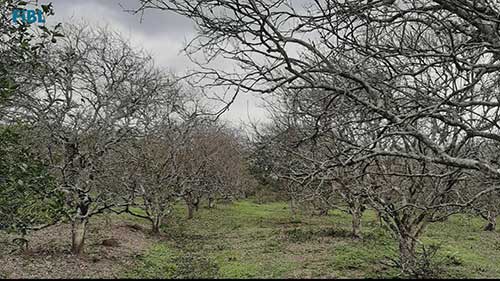 了解柑橘青果病