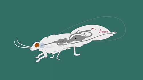 柑橘青果病研究