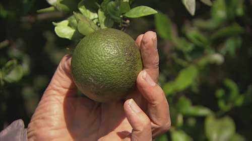 处理青果病感染的柑橘树