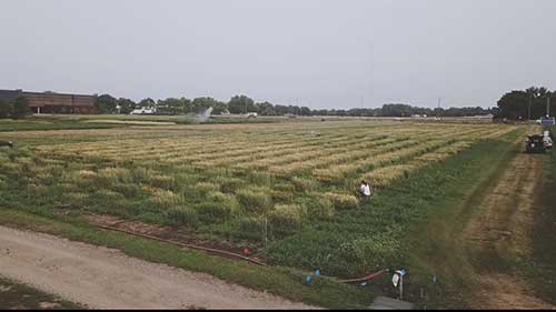 植物病理学改善作物病害