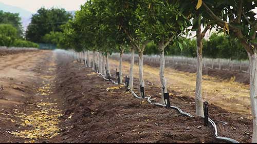 液体肥料改善青果病