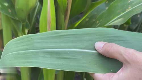 如何识别焦油斑病