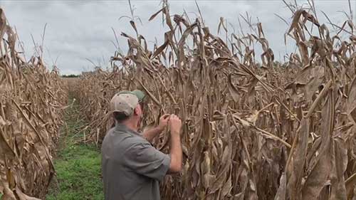 焦油斑病的防治