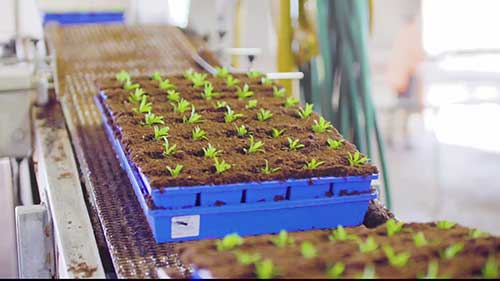 苗圃的植物安全检查